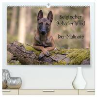 Belgischer Schäferhund - Der Malinois (hochwertiger Premium Wandkalender 2025 DIN A2 quer), Kunstdruck in Hochglanz