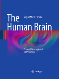 The Human Brain