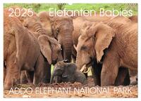 ADDO ELEPHANT NATIONAL PARK Elefanten Babies (Wandkalender 2025 DIN A2 quer), CALVENDO Monatskalender