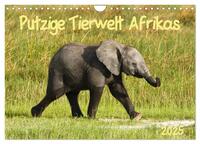 Putzige Tierwelt Afrikas (Wandkalender 2025 DIN A4 quer), CALVENDO Monatskalender