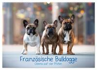 Französische Bulldogge - Clowns auf vier Pfoten (Wandkalender 2025 DIN A2 quer), CALVENDO Monatskalender