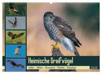 Heimische GREIFVÖGEL Adler Milan Bussard Weihe Sperber (Wandkalender 2025 DIN A2 quer), CALVENDO Monatskalender