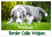 Pfotastische Border Collie Welpen (Wandkalender 2025 DIN A2 quer), CALVENDO Monatskalender