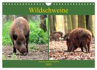 Wildschweine - Tiere aus unseren Wäldern (Wandkalender 2025 DIN A4 quer), CALVENDO Monatskalender