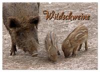 Wildschweine (Wandkalender 2025 DIN A2 quer), CALVENDO Monatskalender