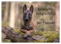 Belgischer Schäferhund - Der Malinois (Wandkalender 2025 DIN A3 quer), CALVENDO Monatskalender