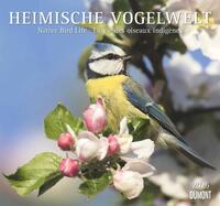 DUMONT - Heimische Vogelwelt 2025 Wandkalender, 38x35,5cm, Kalender mit beeindruckenen Aufnahmen der Vogelwelt, mit den wichtigsten Feiertagen