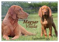 Familienplaner - Magyar Vizsla (Wandkalender 2025 DIN A4 quer), CALVENDO Monatskalender