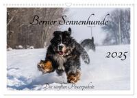 Berner Sennenhunde - Die sanften Powerpakete (Wandkalender 2025 DIN A3 quer), CALVENDO Monatskalender