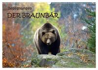 Begegnungen DER BRAUNBÄR (Wandkalender 2025 DIN A3 quer), CALVENDO Monatskalender