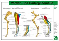 Vorder- und Hintergliedmaße