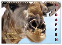 Giraffen – Faszination der Wildnis (Wandkalender 2025 DIN A4 quer), CALVENDO Monatskalender