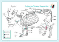 Akupunktur-Tafel Rind/Kuh