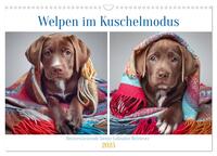 Welpen im Kuschelmodus - Herzerwärmende kleine Labrador Retriever (Wandkalender 2025 DIN A3 quer), CALVENDO Monatskalender