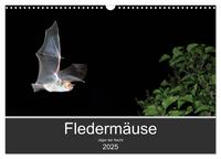 Fledermäuse - Jäger der Nacht (Wandkalender 2025 DIN A3 quer), CALVENDO Monatskalender