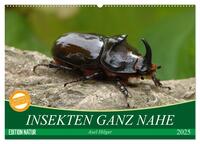 INSEKTEN GANZ NAHE (Wandkalender 2025 DIN A2 quer), CALVENDO Monatskalender