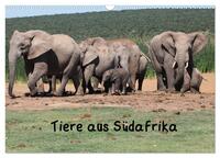 Tiere aus Südafrika (Wandkalender 2025 DIN A3 quer), CALVENDO Monatskalender