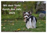 Mit dem Yorki durch das Jahr 2025 (Wandkalender 2025 DIN A2 quer), CALVENDO Monatskalender