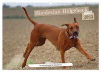 Rhodesian Ridgeback - Ausdrucksstarke Gesichter (Wandkalender 2025 DIN A3 quer), CALVENDO Monatskalender