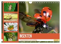 Insekten. Faszinierend und wichtig (Wandkalender 2025 DIN A4 quer), CALVENDO Monatskalender