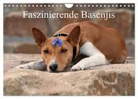 Faszinierende Basenjis (Wandkalender 2025 DIN A4 quer), CALVENDO Monatskalender