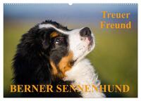 Treuer Freund Berner Sennenhund (Wandkalender 2025 DIN A2 quer), CALVENDO Monatskalender