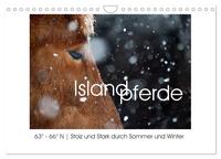 Islandpferde - Stolz und Stark durch Sommer und Winter (Wandkalender 2025 DIN A4 quer), CALVENDO Monatskalender