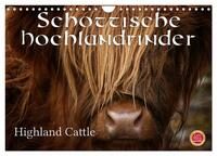 Schottische Hochlandrinder - Highland Cattle (Wandkalender 2025 DIN A4 quer), CALVENDO Monatskalender