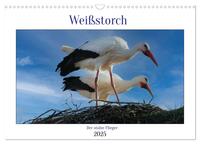 Weißstorch, der stolze Flieger (Wandkalender 2025 DIN A3 quer), CALVENDO Monatskalender