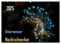 Unterwasser - Nacktschnecken 2025 (Wandkalender 2025 DIN A2 quer), CALVENDO Monatskalender