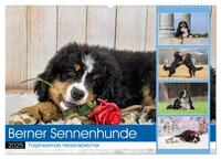 Berner Sennenhunde - Faszinierende Herzensbrecher (Wandkalender 2025 DIN A2 quer), CALVENDO Monatskalender