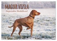 Magyar Vizsla - Ungarischer Vorstehhund (Wandkalender 2025 DIN A3 quer), CALVENDO Monatskalender