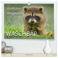 Waschbär - Niedlicher Allesfresser (hochwertiger Premium Wandkalender 2025 DIN A2 quer), Kunstdruck in Hochglanz