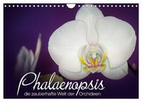 Phalaenopsis - die zauberhafte Welt der Orchideen (Wandkalender 2025 DIN A4 quer), CALVENDO Monatskalender