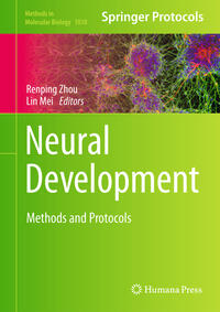 Neural Development