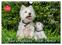 Kobold auf 4 Pfoten - West Highland White Terrier (Wandkalender 2025 DIN A4 quer), CALVENDO Monatskalender