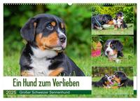 Ein Hund zum Verlieben - Großer Schweizer Sennenhund (Wandkalender 2025 DIN A2 quer), CALVENDO Monatskalender