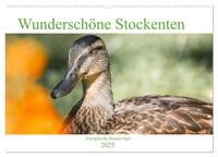 Wunderschöne Stockenten - Europäische Wasservögel (Wandkalender 2025 DIN A2 quer), CALVENDO Monatskalender