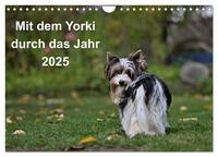 Mit dem Yorki durch das Jahr 2025 (Wandkalender 2025 DIN A4 quer), CALVENDO Monatskalender