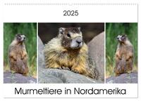 Murmeltiere in Nordamerika (Wandkalender 2025 DIN A2 quer), CALVENDO Monatskalender