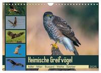 Heimische GREIFVÖGEL Adler Milan Bussard Weihe Sperber (Wandkalender 2025 DIN A4 quer), CALVENDO Monatskalender