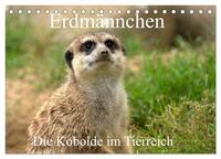 Erdmännchen - Die Kobolde im Tierreich (Tischkalender 2025 DIN A5 quer), CALVENDO Monatskalender