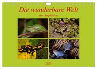 Die wunderbare Welt der Amphibien (Wandkalender 2025 DIN A4 quer), CALVENDO Monatskalender