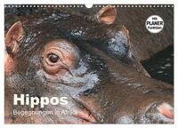 Hippos - Begegnungen in Afrika (Wandkalender 2025 DIN A3 quer), CALVENDO Monatskalender