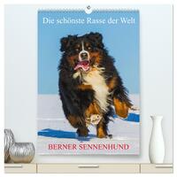 Die schönste Rasse der Welt - Berner Sennenhund (hochwertiger Premium Wandkalender 2025 DIN A2 hoch), Kunstdruck in Hochglanz