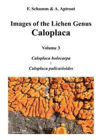 Images of the Lichen Genus Caloplaca, Vol 3