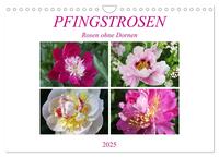 PFINGSTROSEN Rosen ohne Dornen (Wandkalender 2025 DIN A4 quer), CALVENDO Monatskalender