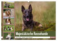 Mäjestätische Rassehunde auf Feld, Wald und Wiese (Wandkalender 2025 DIN A2 quer), CALVENDO Monatskalender