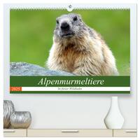 Alpenmurmeltiere in freier Wildbahn (hochwertiger Premium Wandkalender 2025 DIN A2 quer), Kunstdruck in Hochglanz