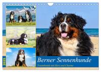 Berner Sennenhunde - Traumhunde mit Charme (Wandkalender 2025 DIN A4 quer), CALVENDO Monatskalender